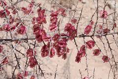 Image result for Phaeoptilum spinosum