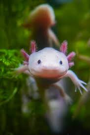 American Humid Forest - BIOPARC Aquarium of Gijón