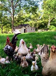 My Inner Landscape Photo Chickens Backyard Farm Chickens
