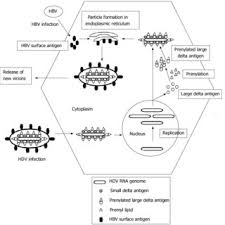 Hepatitis delta virus infections are found worldwide, but the prevalence varies in different geographical areas. Pdf Life Cycle And Pathogenesis Of Hepatitis D Virus A Review