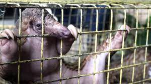 Biggie, a pangolin at the. Corona Nicht Das Schuppentier Ist Schuld Sondern Der Mensch Mdr De