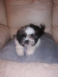 Our puppies come with akc registration, shots, health certificate, health guarantee and basic potty trained. Shih Tzu Puppies For Sale Clearwater Fl 324513