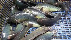 8 Umpan Ikan Betok Betik Terjitu Didunia Permancingan Youtube