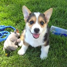 my happy corgi puppy velsh korgi shenki velsh korgi pembrok