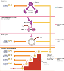 Unit 7 Cellular Respiration And Energy Metabolism Douglas College Human Anatomy Physiology Ii 2nd Ed