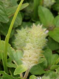 Image result for Nelsonia