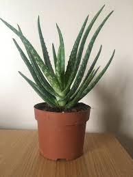 How high do aloe vera plants grow typically? Why Everyone Should Have A Aloe Vera Plant In There Home I M Serious Steemit