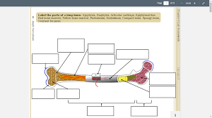 Transcribed image text from this question. Module 3 Long Bone Diagram Quizlet