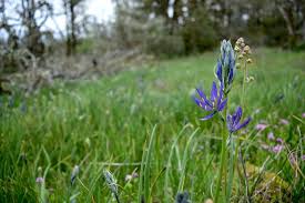 Check spelling or type a new query. 10 Gorgeous Flower Festivals In Portland Nearby To Fro Fam