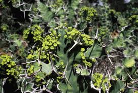 Image result for Synadenium cameronii