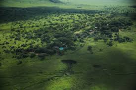 Image result for Thesium lewallei