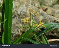 Image result for Cyperus latifolius