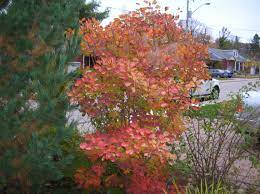 Golden Spirit Smokebush Front Gardens Garden Inspiration Smoke Bush