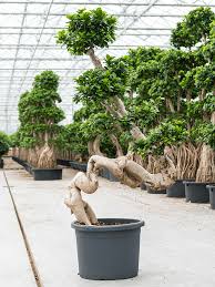 (ficus benjamina) weeping figs have a reputation as being difficult to grow, and it's true, they can be finicky, but their beauty makes them worth the effort. Buy Ficus Microcarpa Compacta Bonsai 50 36 Soilculture Nieuwkoop Europe