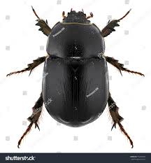 Image result for Pentodon