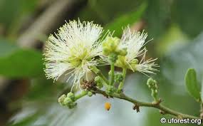 Image result for Pithecellobium