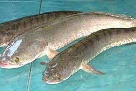 These sentences come from external sources and may not be. Ikan Gabus Bisa Jadi Obat Diabetes Republika Online