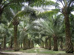 Trading(import and export).fc services sdn bhd distribute a range of agric inputs to the horticulture and plantation biz.deals also with precision agriculture. A Competitive Comparison Of The 6 Largest Plantation Companies In Malaysia