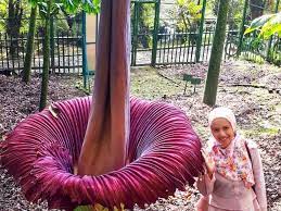 Berbagai jenis tumbuhan tumbuh subur. Warga Agam Temukan Bunga Langka Di Kebun
