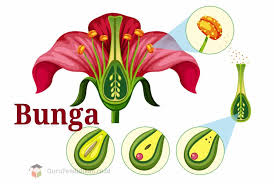 Freud wiston dan eugene f. Perhatikan Gambar Bunga Di Atas Bagian Bunga Yang Berwarna Kuning Adalah