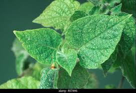 Image result for Tetranychidae grapevine