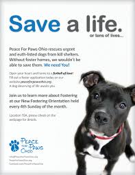 Check spelling or type a new query. Peace For Paws Ohio Animal Shelter Volunteer Homeless Pets Animal Shelter