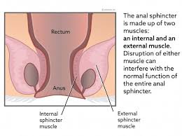Bowel Incontinence In Dogs Vca Animal Hospital
