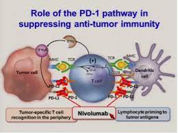 Pin Em Checkpoint Inhibitors Graphics