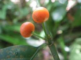 Image result for Aidia micrantha