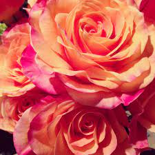 Pina Colada Roses Rose Flowers Plants