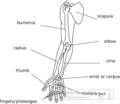Bones are organs that produce red and white blood cells, store minerals, enable mobility, and provide structural support for the body. Anatomy Black And White Outline Clipart Bone Strurcture Of The Human Arn Outline Clipart 04a Classroom Clipart