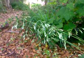 Image result for Anthoxanthum nivale