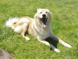 Check spelling or type a new query. A Golden Retriever Chow Mix No Silly I M The Rare San Francisco Golden Wolf The Dogs Of San Francisco