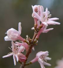 Image result for Coffea racemosa