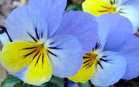 We did not find results for: Johnny Jump Ups Are Colorful Annuals That Bring Smiles
