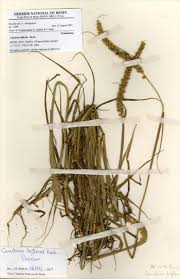 Image result for Cenchrus biflorus