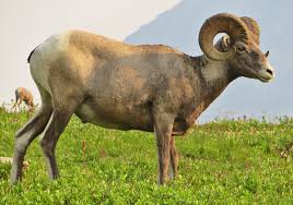 South africa has a truly spectacular flora: Grand Canyon Wildlife Here S The List Of Animals You Might See At The Canyon