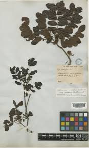 Image result for Cathormion