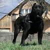 Lancaster puppies advertises puppies for sale in pa, as well as ohio, indiana, new york and other states. 1