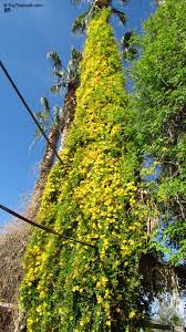 Image result for Dolichandra unguis-cati