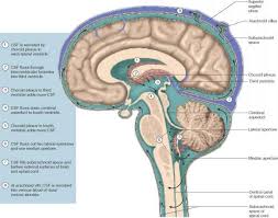 Image Result For Anatomy Of Circumventricular Organs And Ventricles Alport Syndrome Neurology Neuroscience