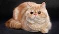 Exotic Shorthair For Sale in Virginia - Hoobly Classifieds