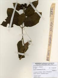 Image result for Crossopteryx