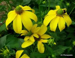 Maybe you would like to learn more about one of these? Rudbeckia Autumn Sun