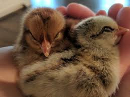 20 Very Sleep Baby Animals That Can Just Fall Asleep In The Palm Of Your Hand Baby Animals Baby Animals Funny Animals