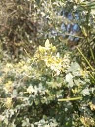 Image result for Cadaba farinosa