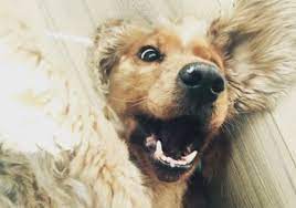 Andere hunde wurden freudig begrüßt, solange die ihm fremden menschen nicht zu nah kamen. Hunde Suchen Ein Zuhause Archive Unitas Hundeschule In Koln Und Hurth