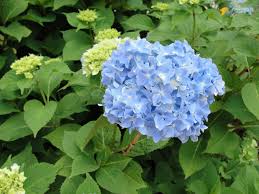 Flowers from the heart mathews va. Mathews Middlesex Master Gardeners Home Facebook