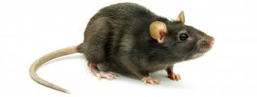 Goodreads helps you keep track of books you want to read. Debunked Is A Rat Never More Than A Few Metres Away Thejournal Ie