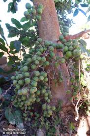 Image result for Ficus sur